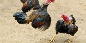Bí Quyết Xem Vảy Gà – Chìa Khóa Thành Công Dành Cho Người Chơi