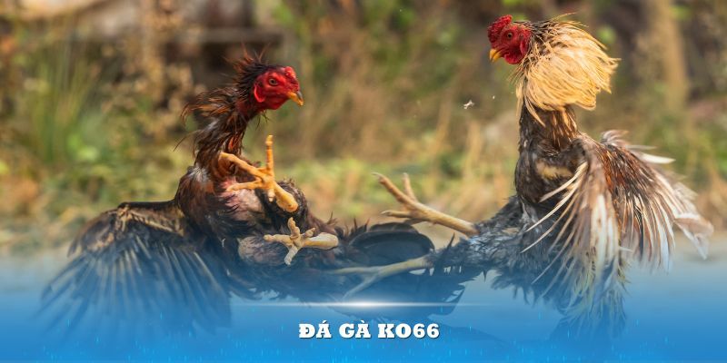 Chất lượng hình ảnh của các trận gà sắc nét, âm thanh chân thực