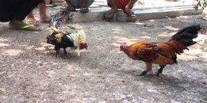 Đá Gà Cựa Dao – Săn Lùng Chiến Kế, Rinh Thưởng Lớn Trên KO66