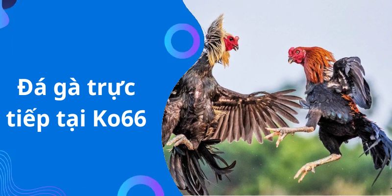 Đá gà KO66 là nơi bạn sẽ được theo dõi nhiều cuộc chiến của thần kê mạnh