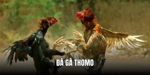 đá gà thomo