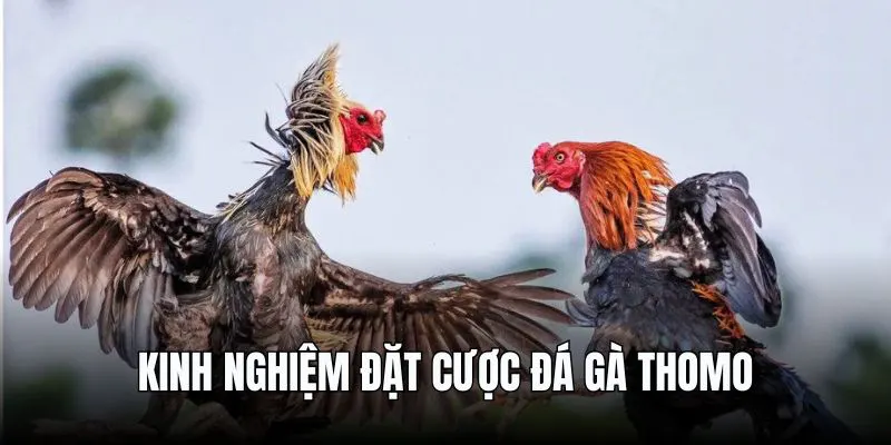 Bí quyết dự đoán thần kê tại chiến trường Thomo