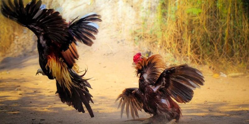 Hãy áp dụng bí quyết để giành thưởng lớn khi chơi đá gà