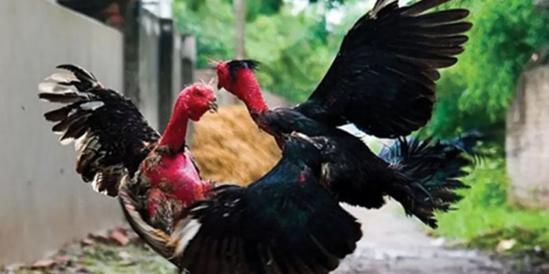 Hình thức cựa sắt luôn khiến người xem phấn khích