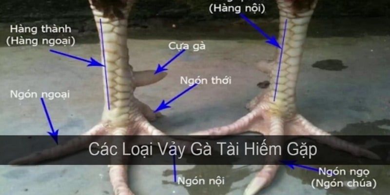 Top các kiểu vảy gà mà bạn hay gặp nhất